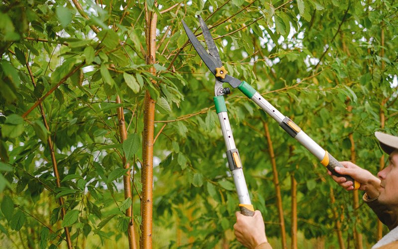 Tree trimming in Burnett, WI